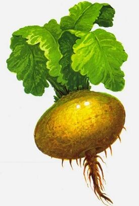 egészséges fehérrépa